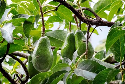 Tưới nhỏ giọt cho bơ trên địa hình dốc: Giải pháp bảo tồn nước, kiểm soát xói...